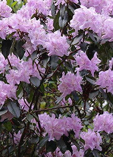 30+ Mixed Azalea Rhododendron simsii Seeds Schlippenbachii Bush Shrub Flowers Plant
