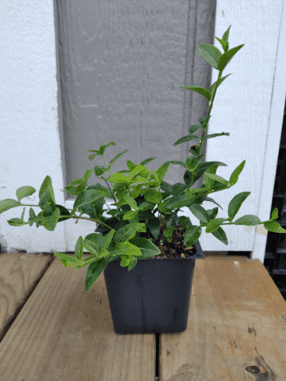 3 Vinca Plants Periwinkle/Vinca   Hardy Groundcover in 4 inch Pots