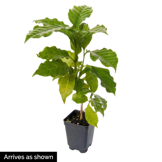 3 in. Pot Dwarf Pacas Coffee Tree, Live Tropical Plant, White Flowers Followed by Black Fruit (1-Pack)